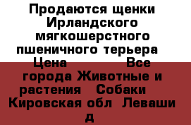 Продаются щенки Ирландского мягкошерстного пшеничного терьера › Цена ­ 30 000 - Все города Животные и растения » Собаки   . Кировская обл.,Леваши д.